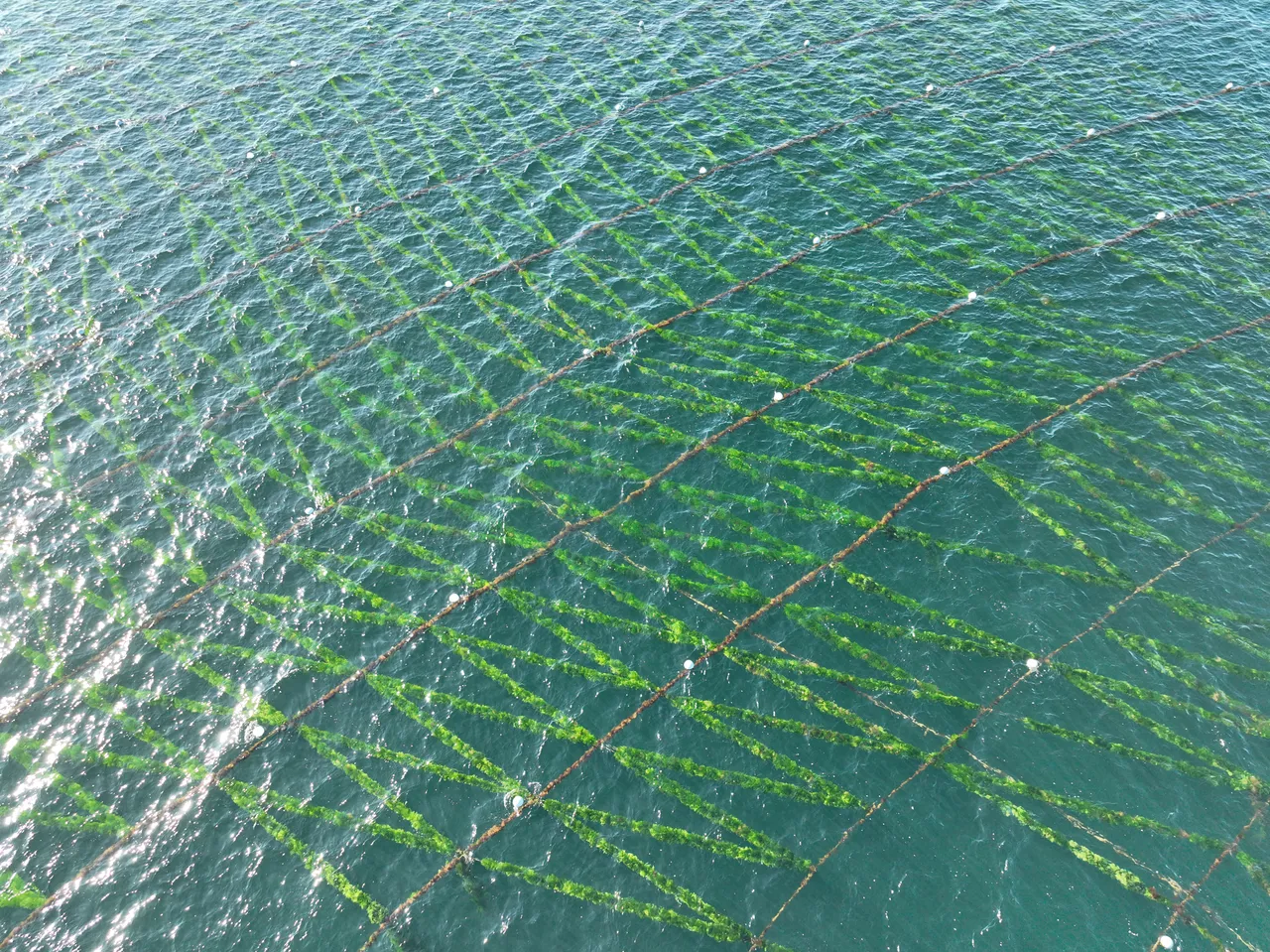 Seaweed cultivated on lines in the sea, seen from above