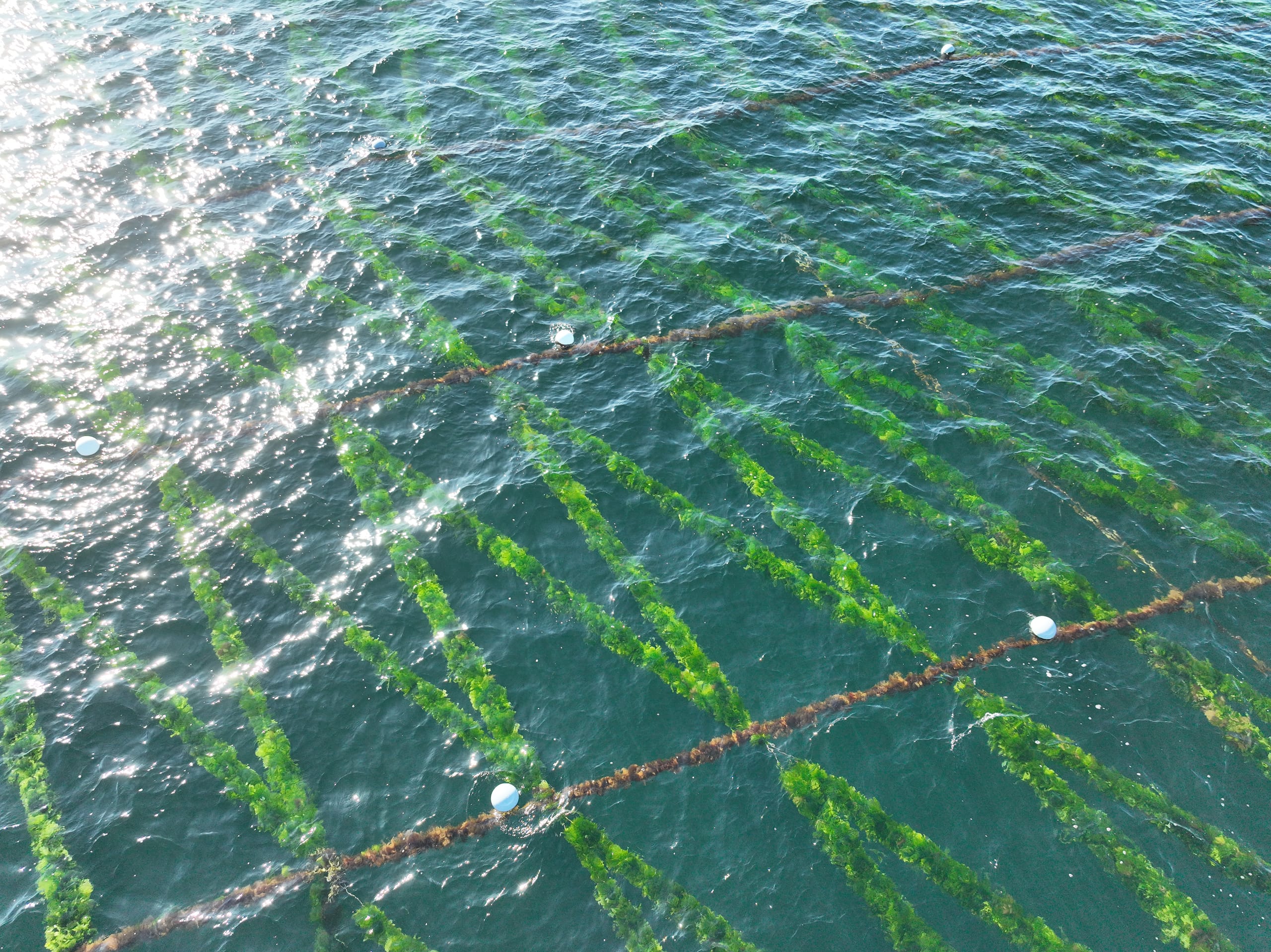 Sea lettuce growing on lines in the sea