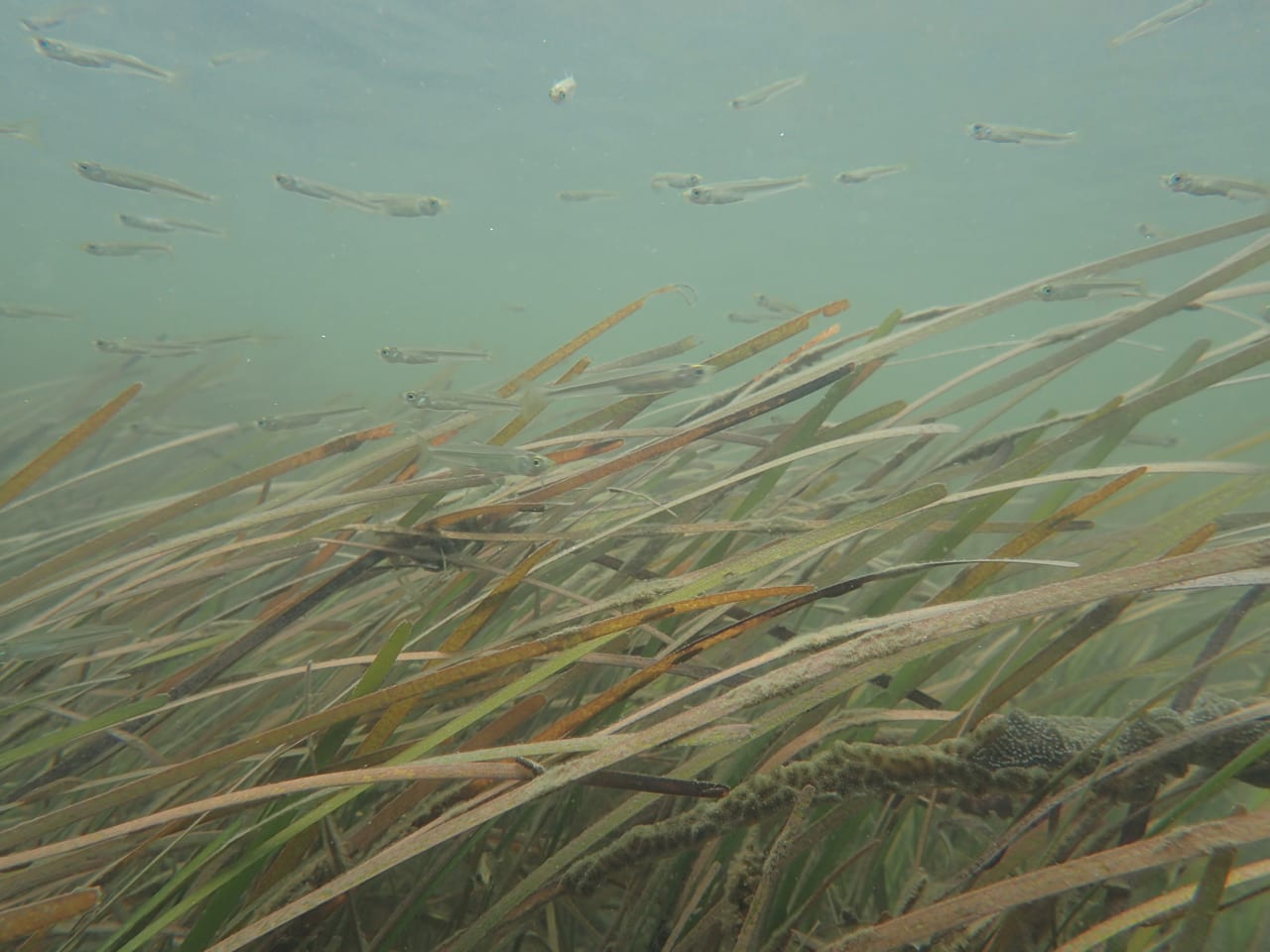 Eelgrass meadow with a school of fish