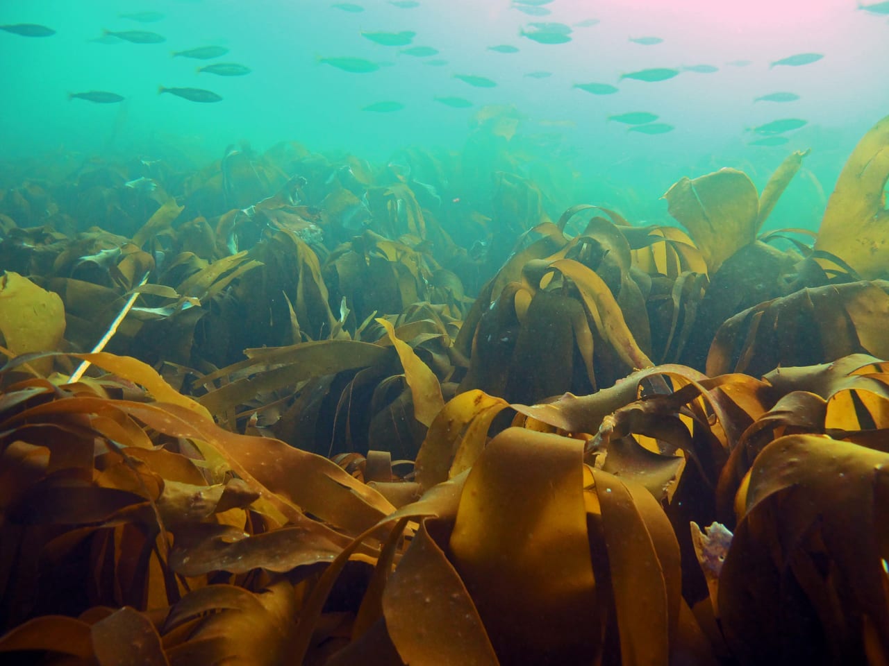 Kelp forest underwater along the Norwegian coast