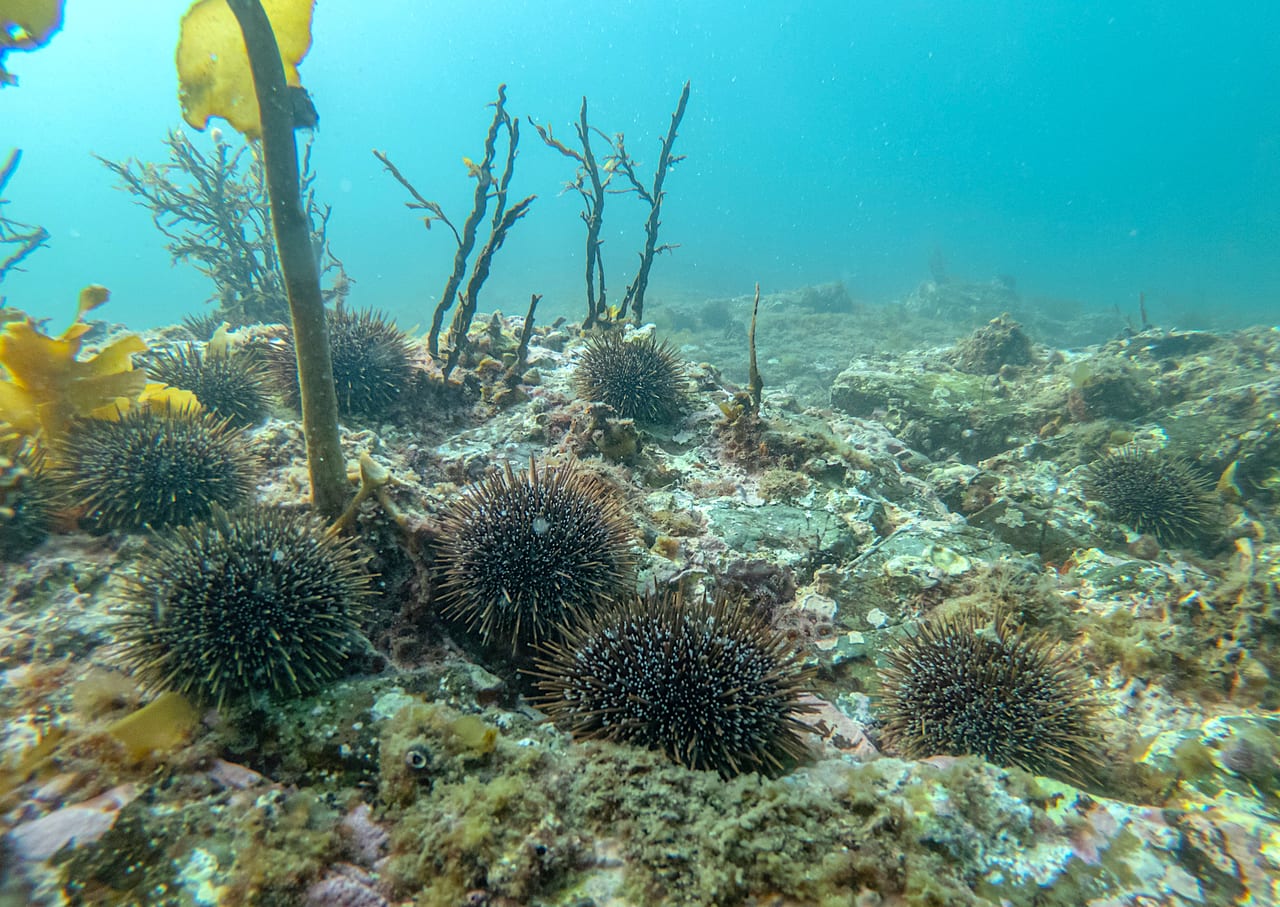 An urchin barren: bare rock where the kelp forest has been grazed away