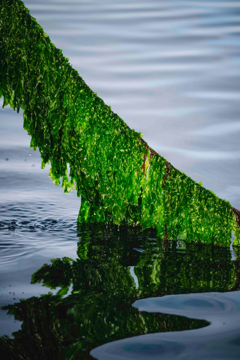 Ulva algae in water